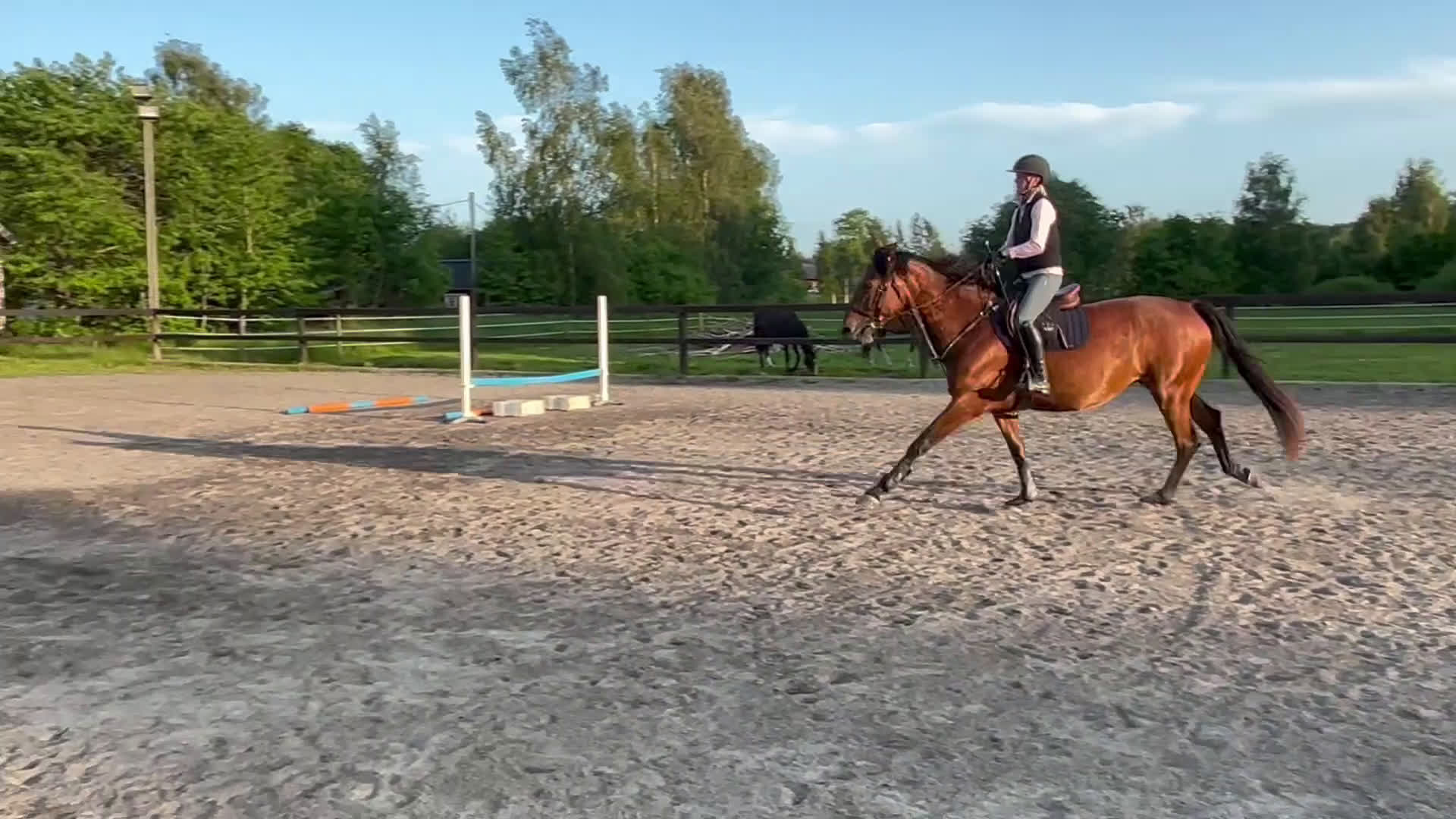 Hoppning hästar till salu: 5-årig SWB i Gullspång - Video 3