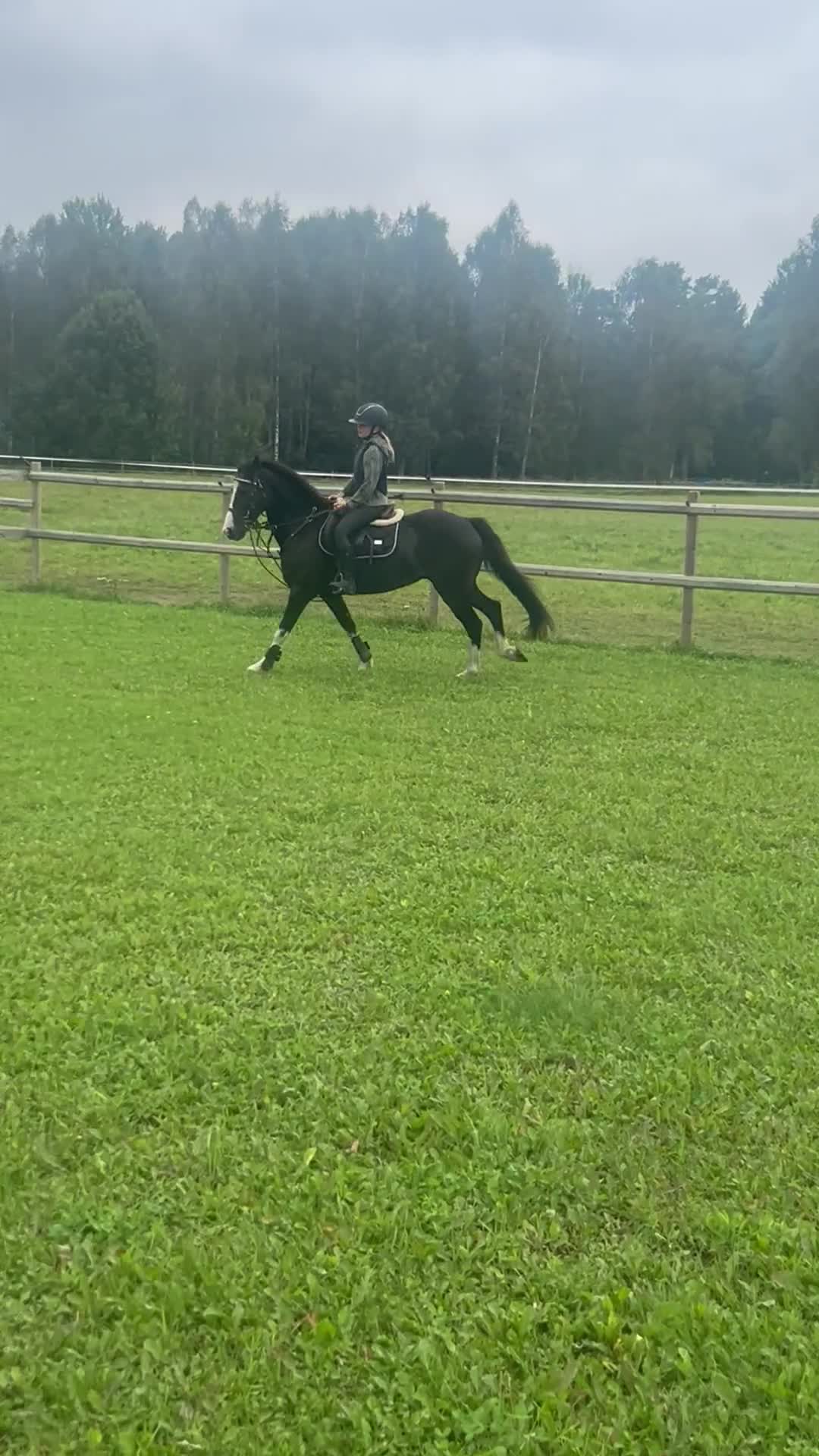 Allround hästar till salu: C-ponny valack född 2009 i Morgongåva - Video 4