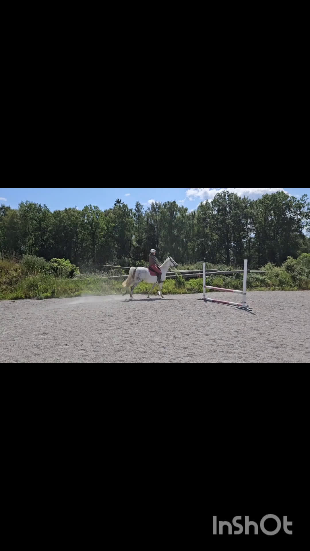 Hoppning hästar till salu: Dräktigt hoppsto med kapacitet i Bergkvara - Video 1