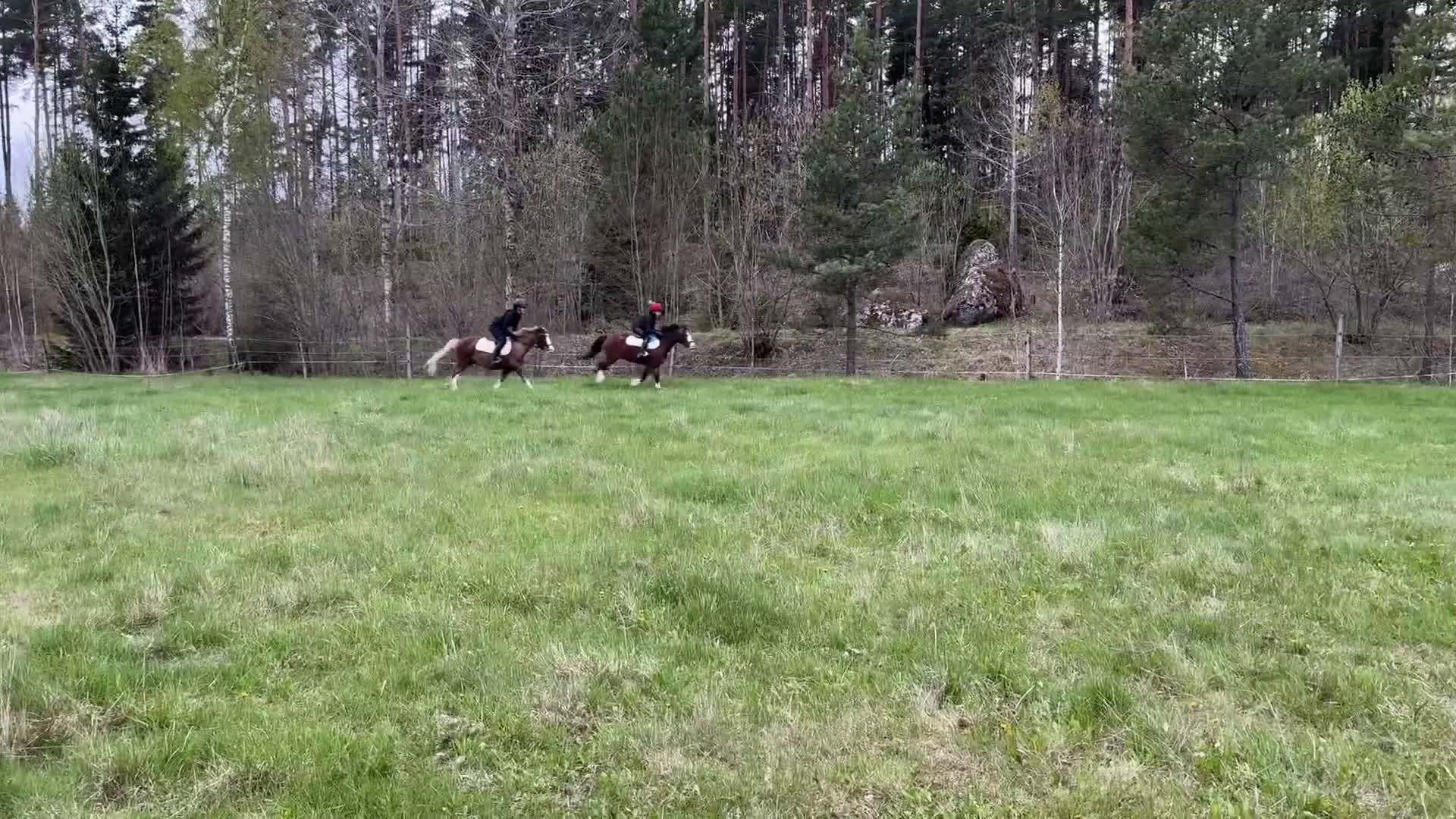 Hoppning hästar till salu: hopponny i Vallentuna - Video 2
