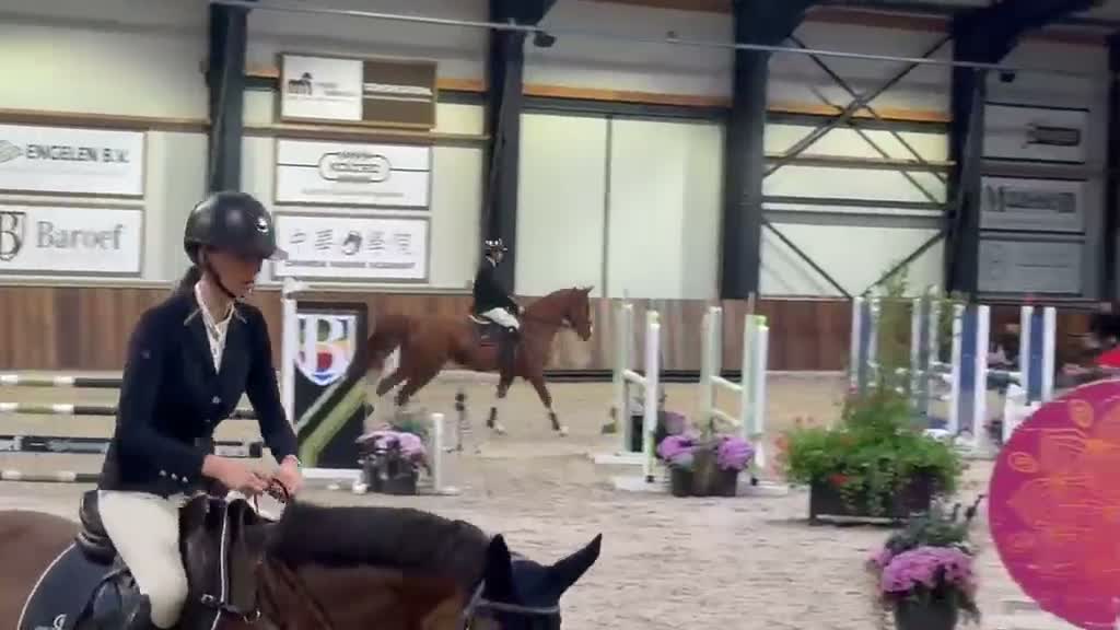 Hoppning hästar till salu: Snygg 5-årig hopphäst efter otroliga Point Break - Video 1