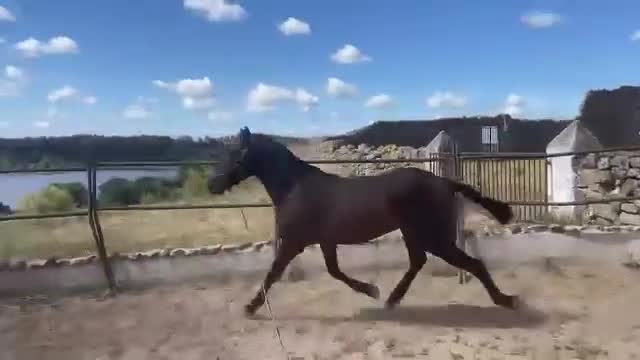 Allround hästar till salu: Lusitanovalack med alla rätt - Video 1