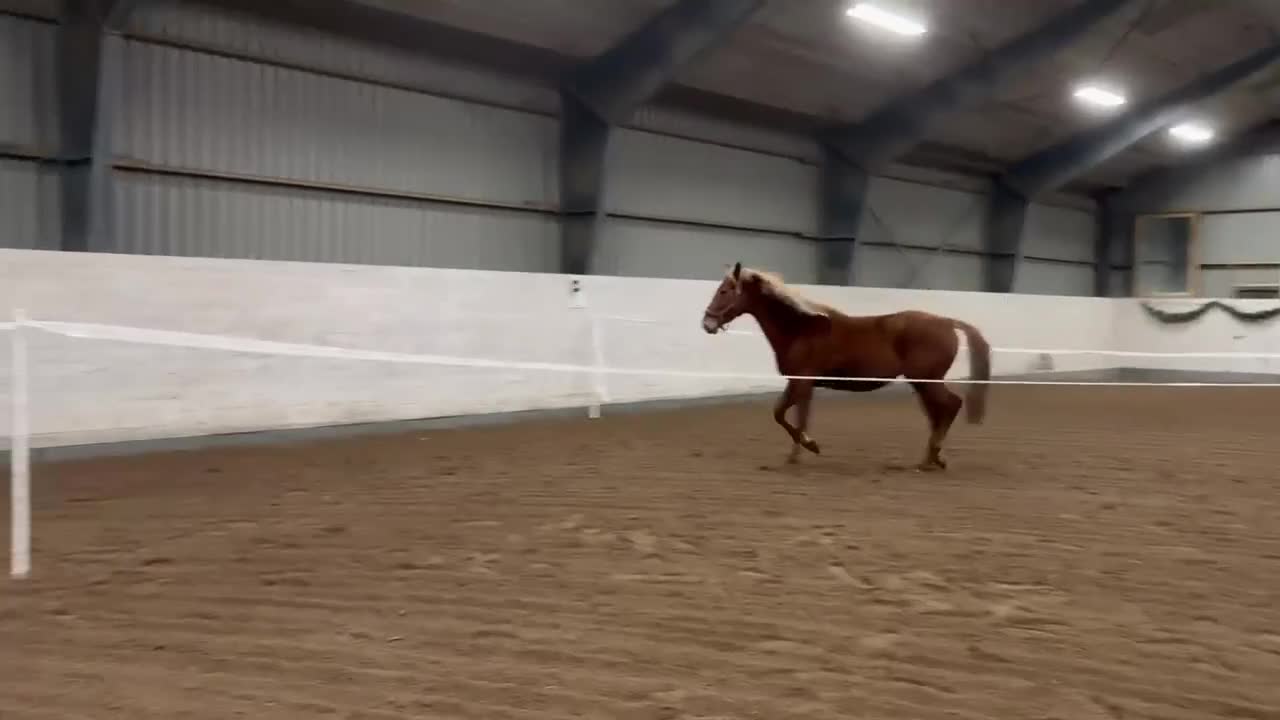 Hoppning hästar till salu: Fin treåring, sto, är till salu - Video 2