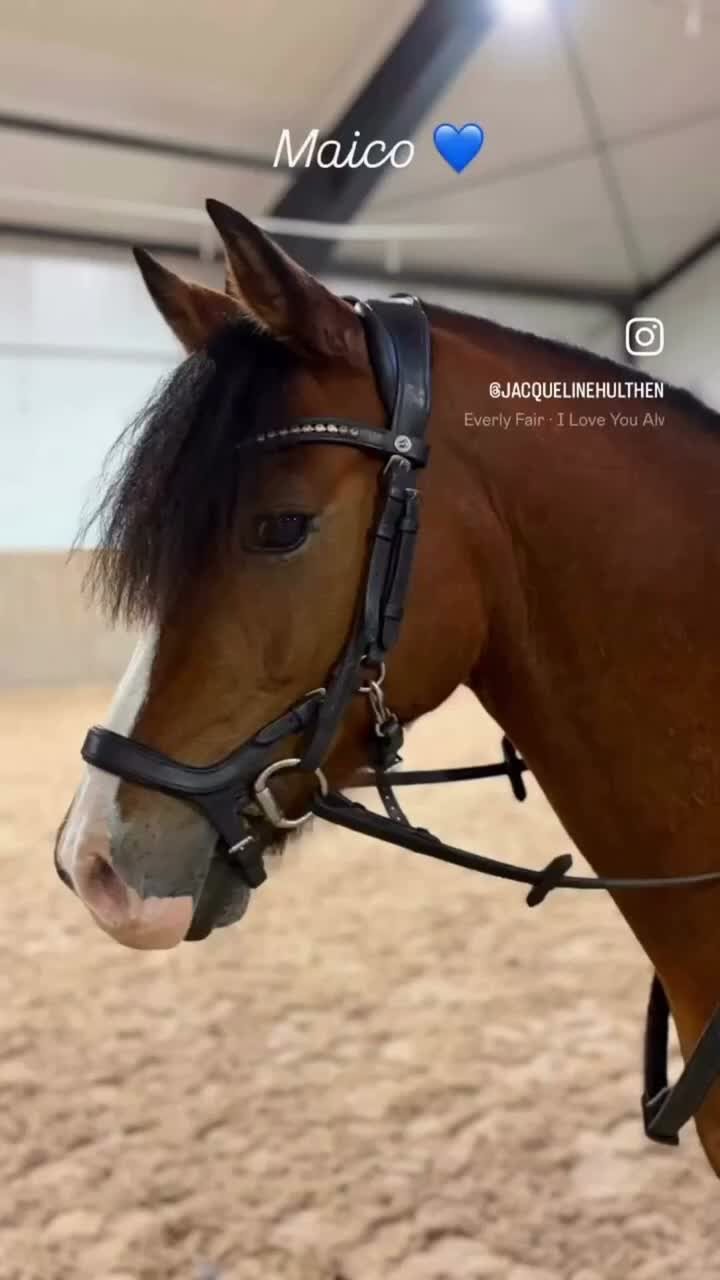 Dressyr hästar till salu: Vacker Welshponny med stor hoppkapacitet - Video 1