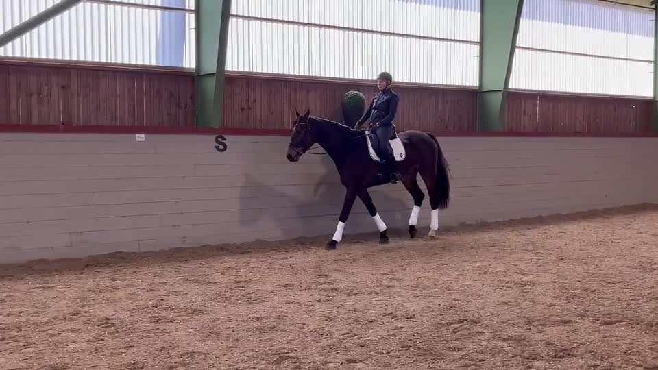 Dressyr hästar till salu: Lättriden 5 åring med kvalitet ⭐️ - Video 1