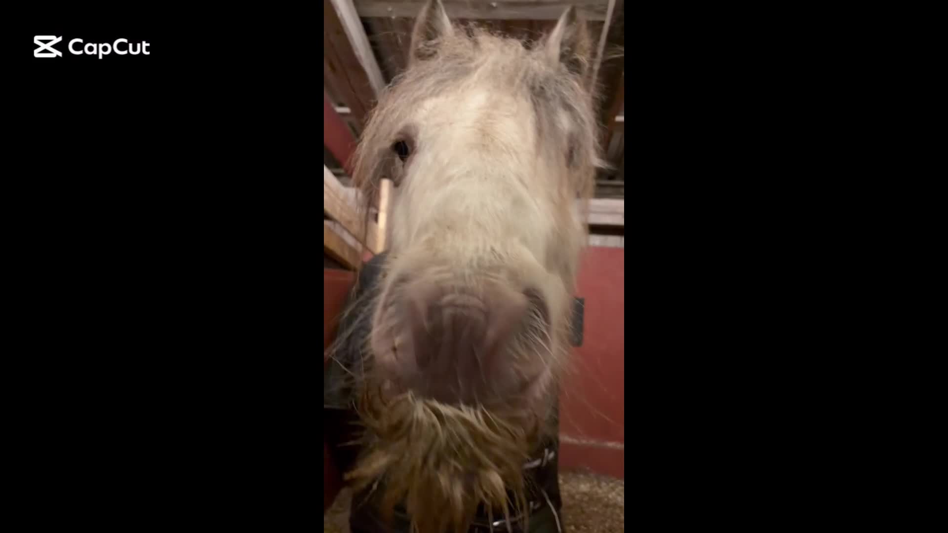 Allround hästar till salu: Sockersöt c ponny 🤍   - Video 1