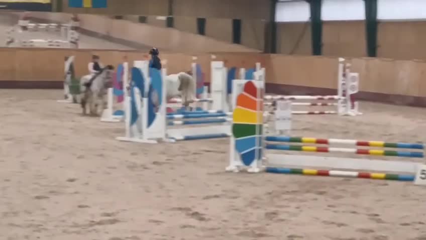 Hoppning hästar till salu: Rosettplockare & bästa vän  - Video 1