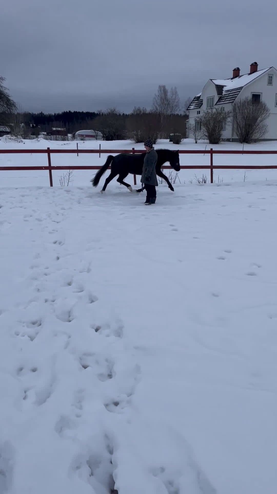 Allround hästar till salu: Supersnäll ungponny i Lysvik - Video 5