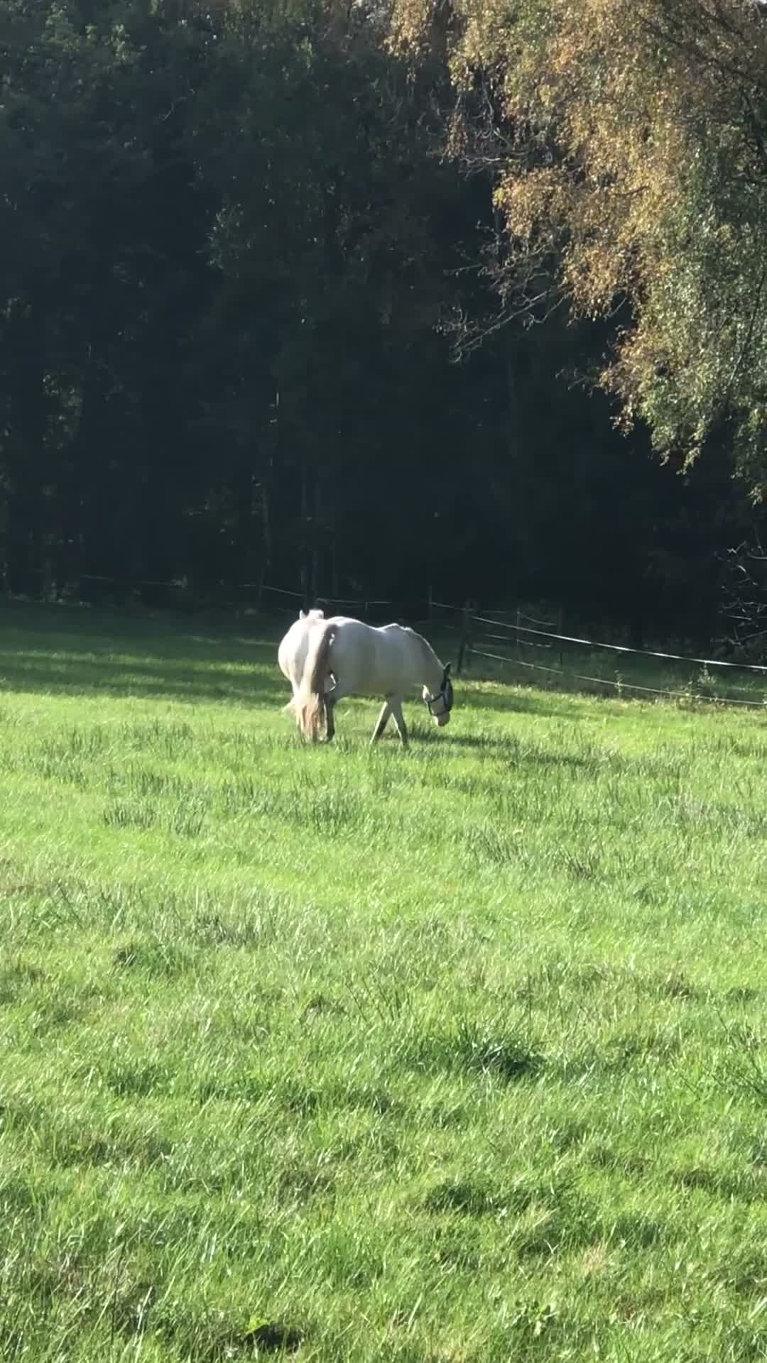  stallplats finnes: Lösdrift med flera Ligghallar - Video 1
