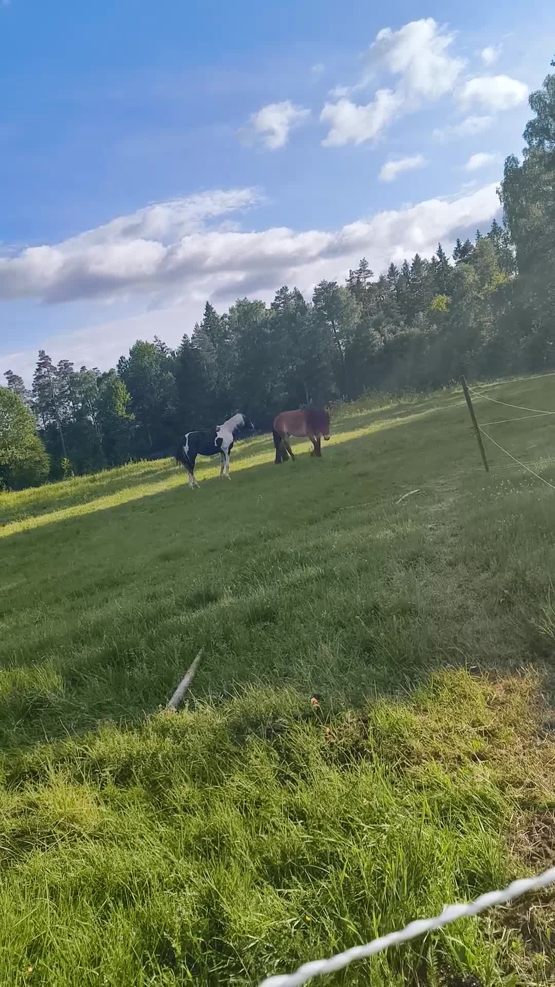 Allround hästar till salu: Personligt och socialt sto  - Video 3