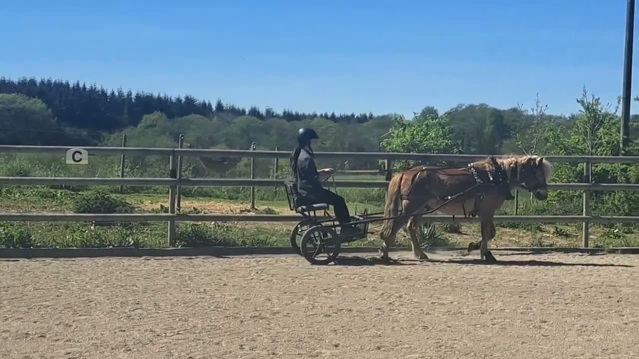 Övrigt hästar till salu: Snäll kille - Video 1