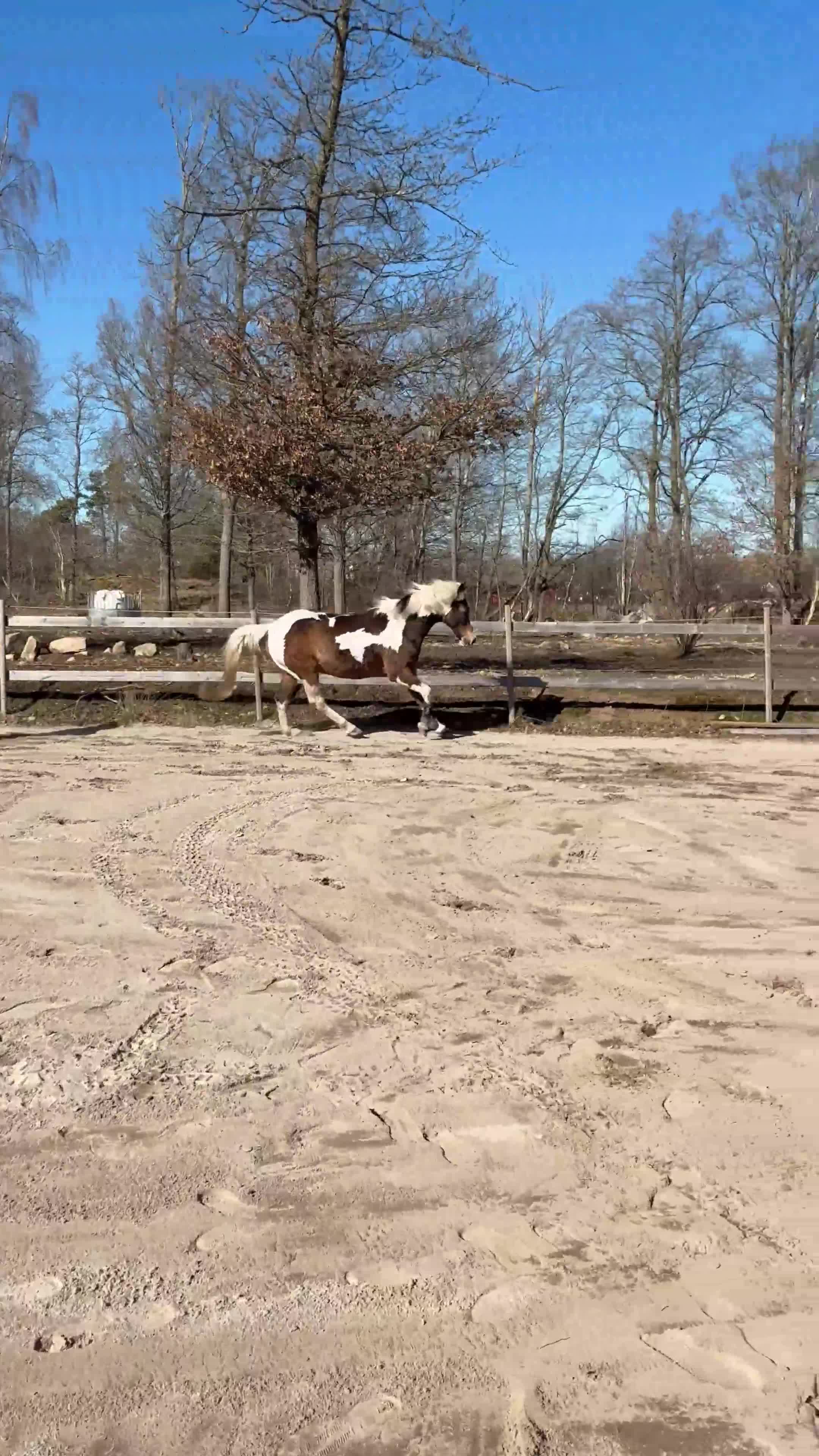 Allround hästar till salu: Vacker guldklimp till salu🌟 i Jämjö - Video 3