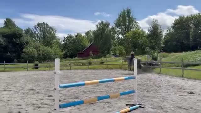 Allround hästar till salu: Bästa kompis med kvalité - Video 1