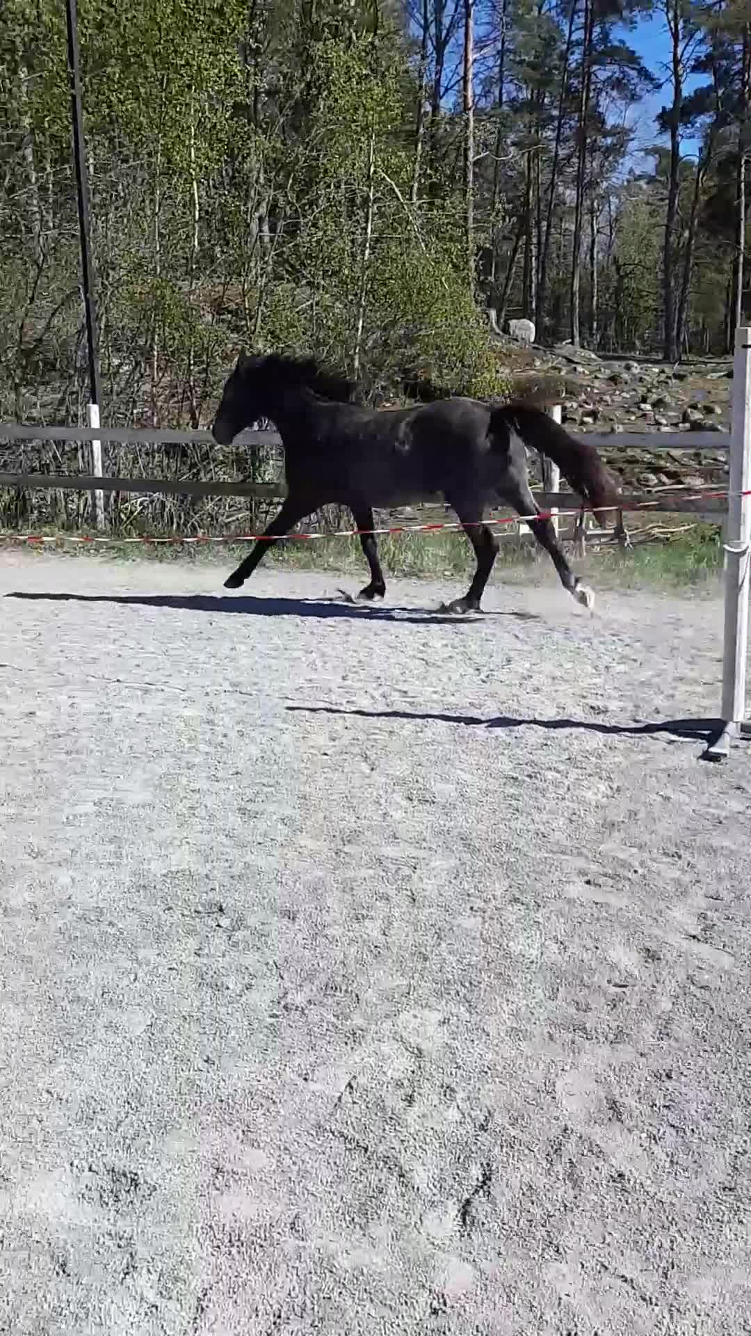 Hoppning hästar till salu: Trevlig valack - Video 1