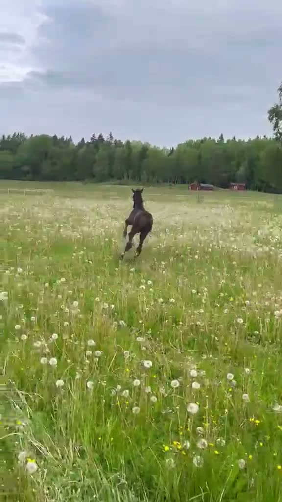 Dressyr hästar till salu: Framtida stjärna e. Proud James- Morricone - Video 1