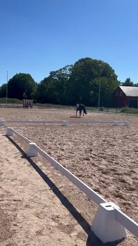 Dressyr hästar till salu: Vackert dressyrsto i Frillesås - Video 1