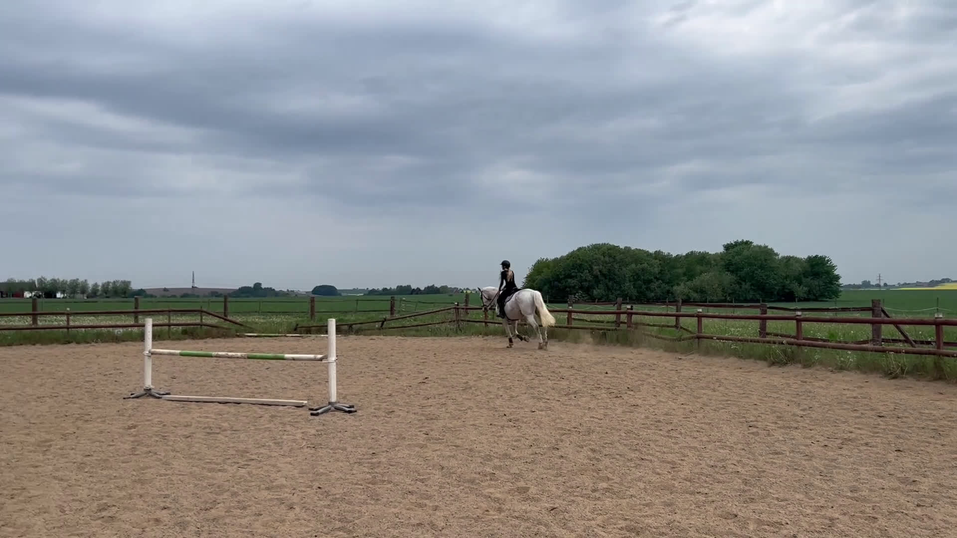  foderhäst finnes: Hoppglad bästavän i Helsingborg - Video 3