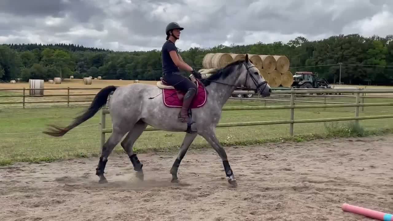 Hoppning hästar till salu: Snäll och trevlig valack, nybesiktigad UA - Video 4