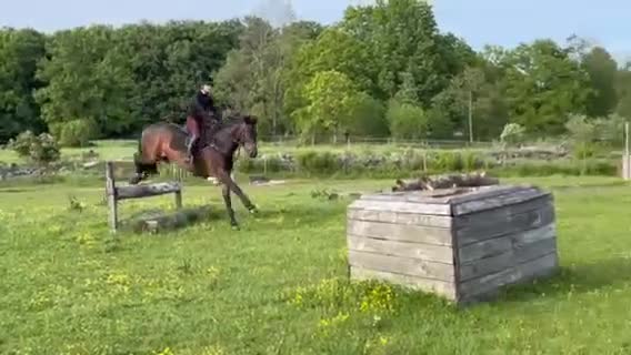 Allround hästar sökes: Söker häst - Video 1