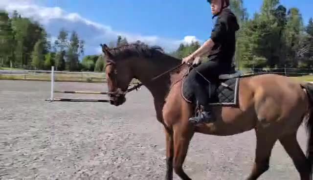 Allround hästar till salu: Vacker Swb valack - Video 1