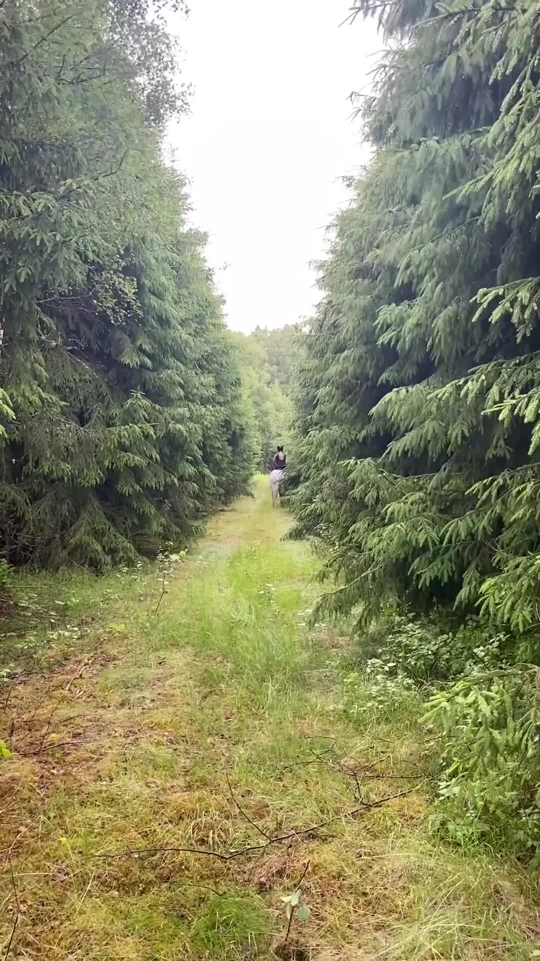 Hoppning hästar till salu: Läromästare, Connemarasto🌸  - Video 5