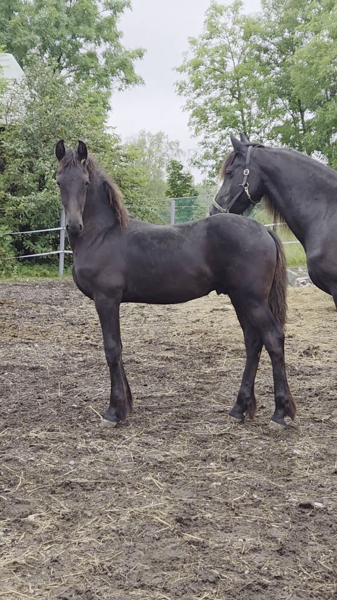 Dressyr hästar till salu: Daryan - lovande framtida sportstjärna i Upplands Väsby - Video 3