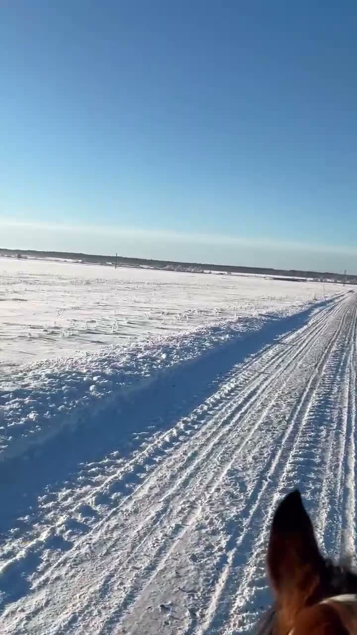 Allround hästar till salu: Kelponnyn Yas - Video 1