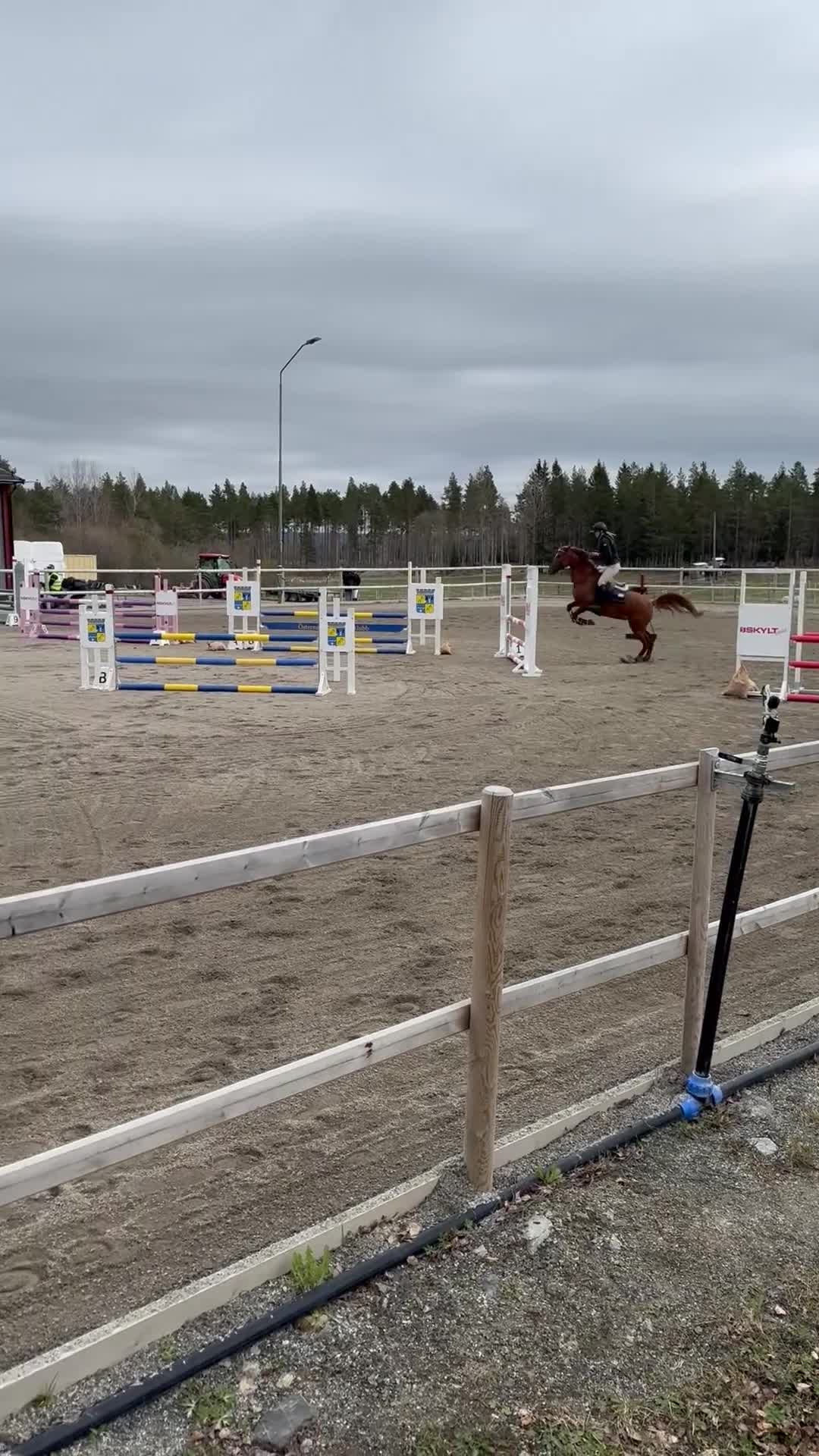 Hoppning hästar till salu: Charmig ponny till salu 🦄 - Video 1