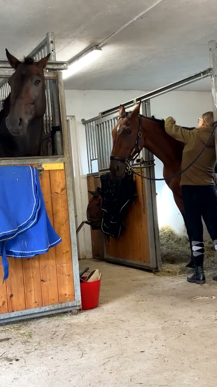 Allround hästar till salu: Varmblodssto född 2016 -En riktig Pärla ❤️ - Video 2