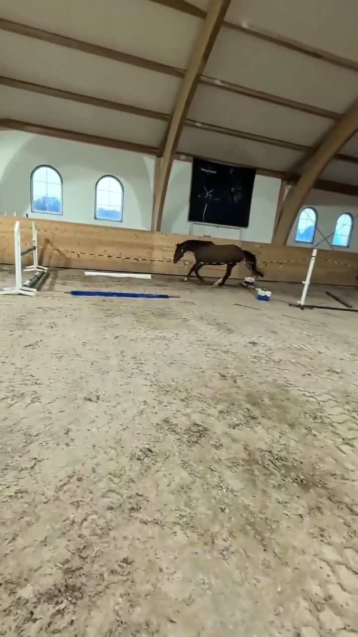Hoppning hästar till salu: Kvick och spänstig 3-åring med stort hopp! - Video 1