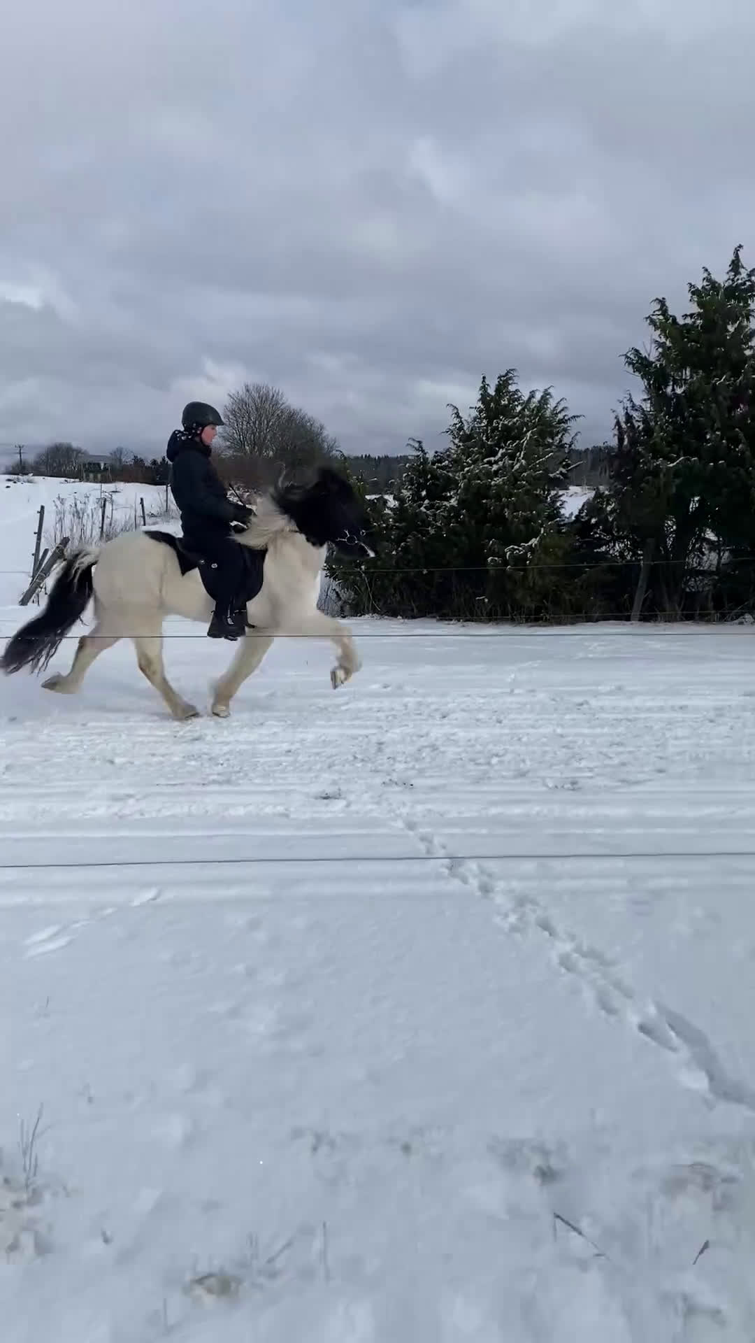 Island hästar till salu: Härlig vilja och tölt!  i Alunda - Video 2