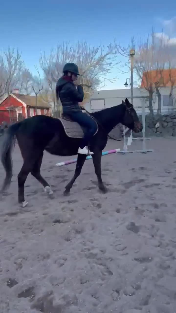 Allround hästar till salu: Fynda trevlig d ponny verksamhet/familj  - Video 3