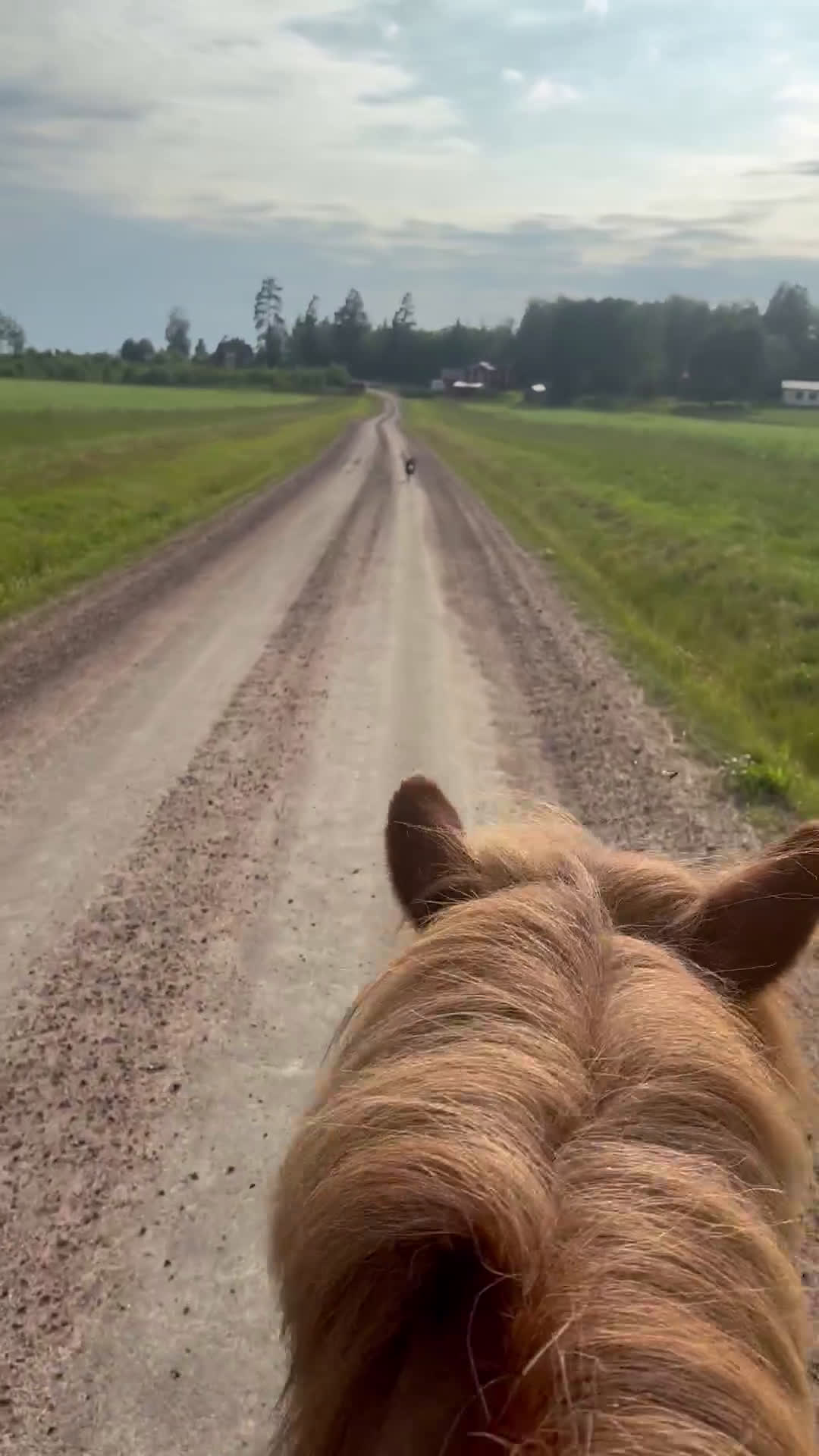  foderhäst finnes: Shettis och islandshäst lånas ut till rätt hem!  i Kristinehamn - Video 1