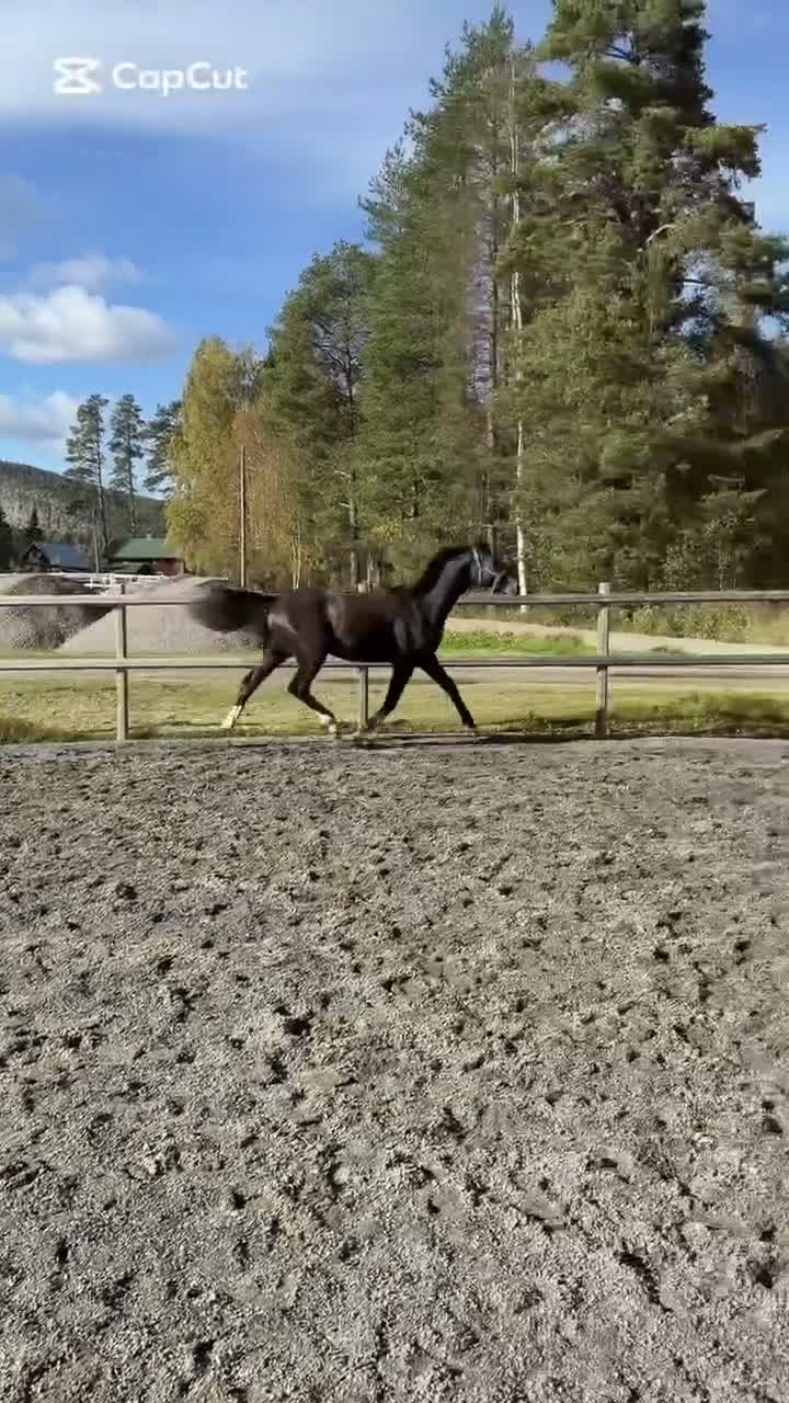Dressyr hästar till salu: Snygg ettåring, även byte - Video 1
