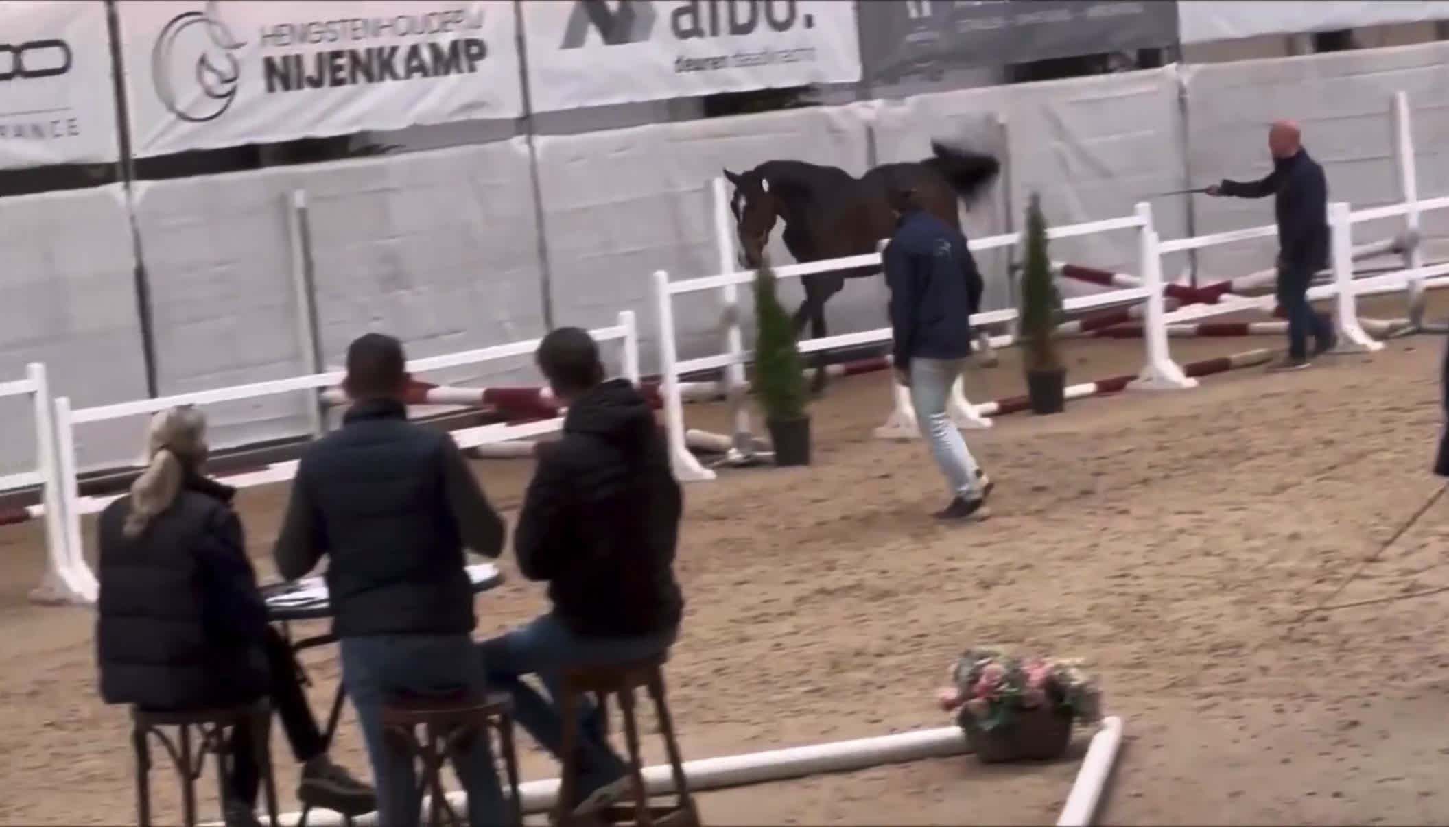 Hoppning hästar till salu: Svårklassämne med topstam!! - Video 1