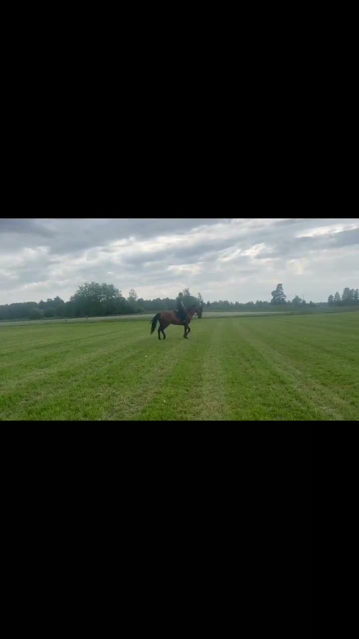 Allround hästar till salu: Stor och sportig 9 åring valack. - Video 1