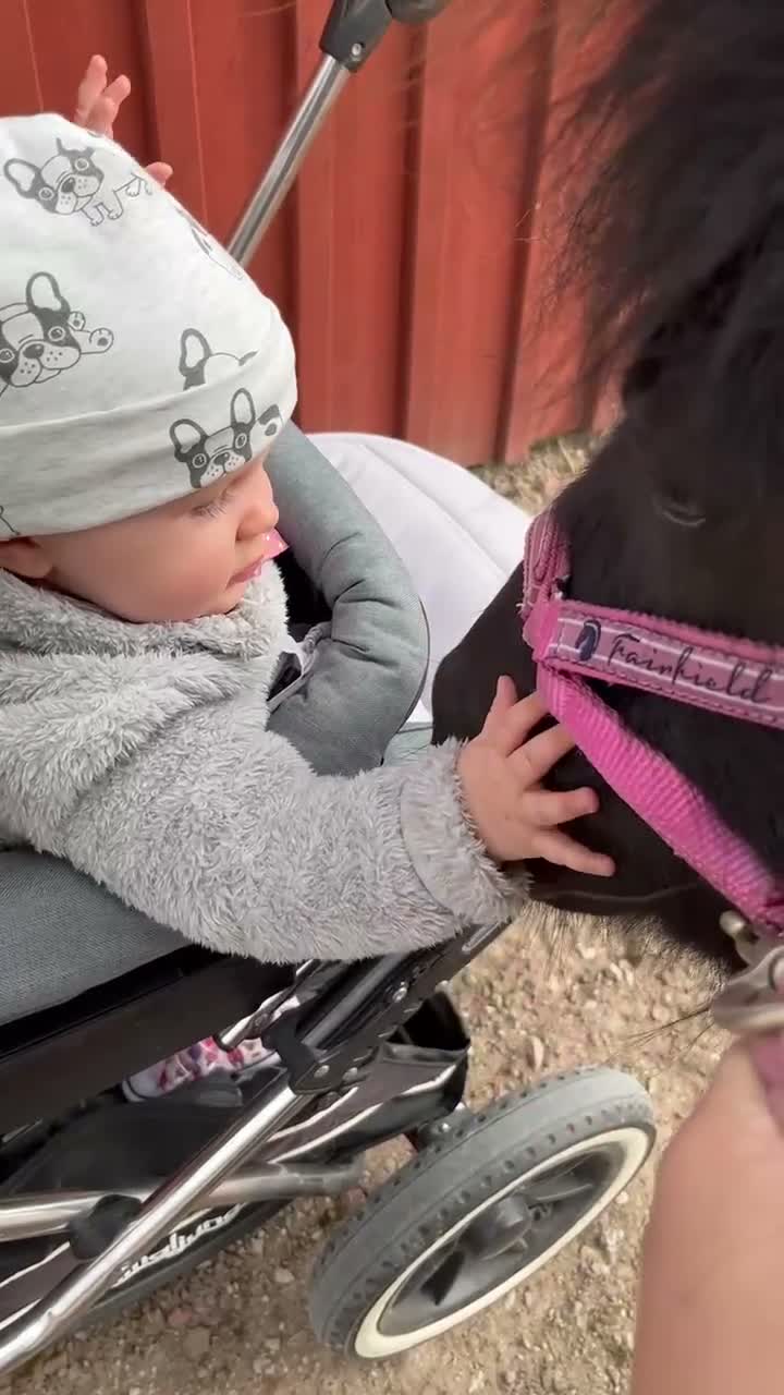 Allround hästar till salu: Världens snällaste shettis - Video 1