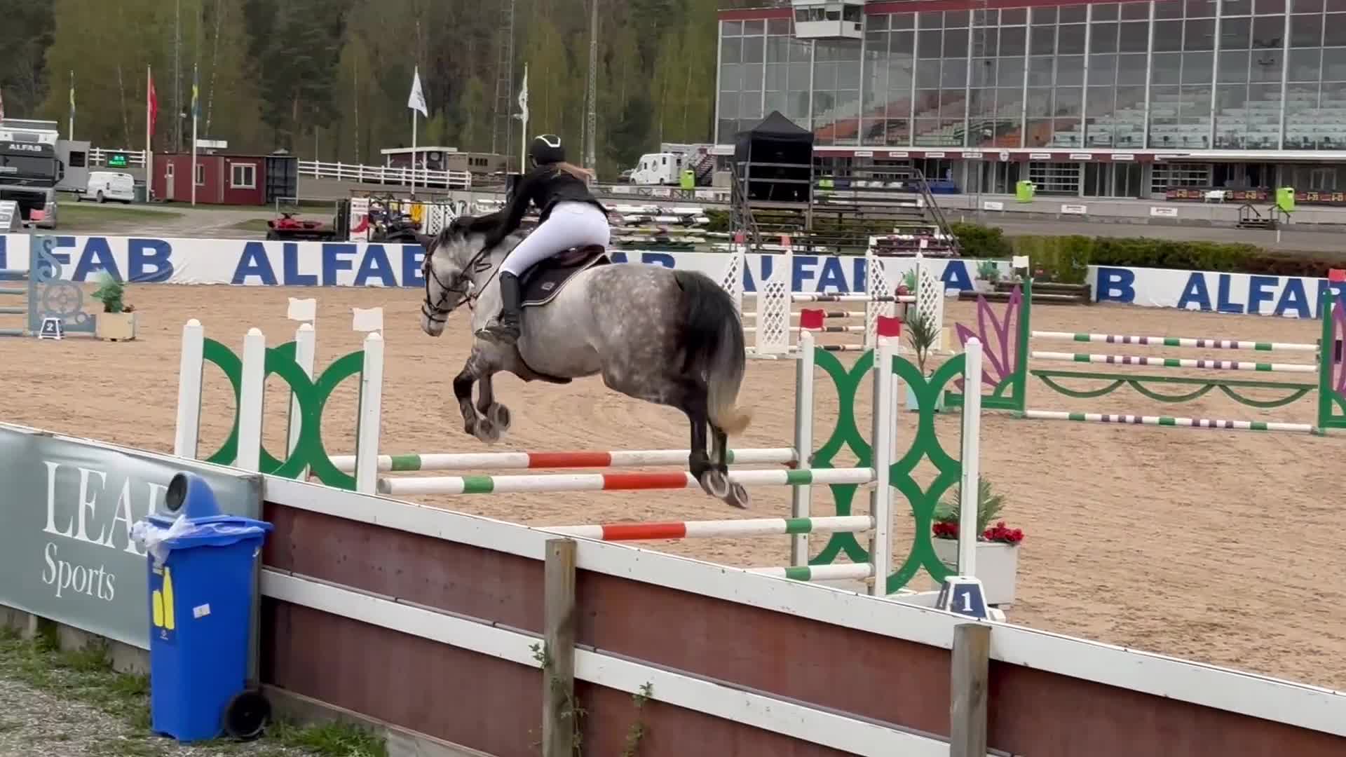 Hoppning hästar till salu: Välstammad val  - Video 1