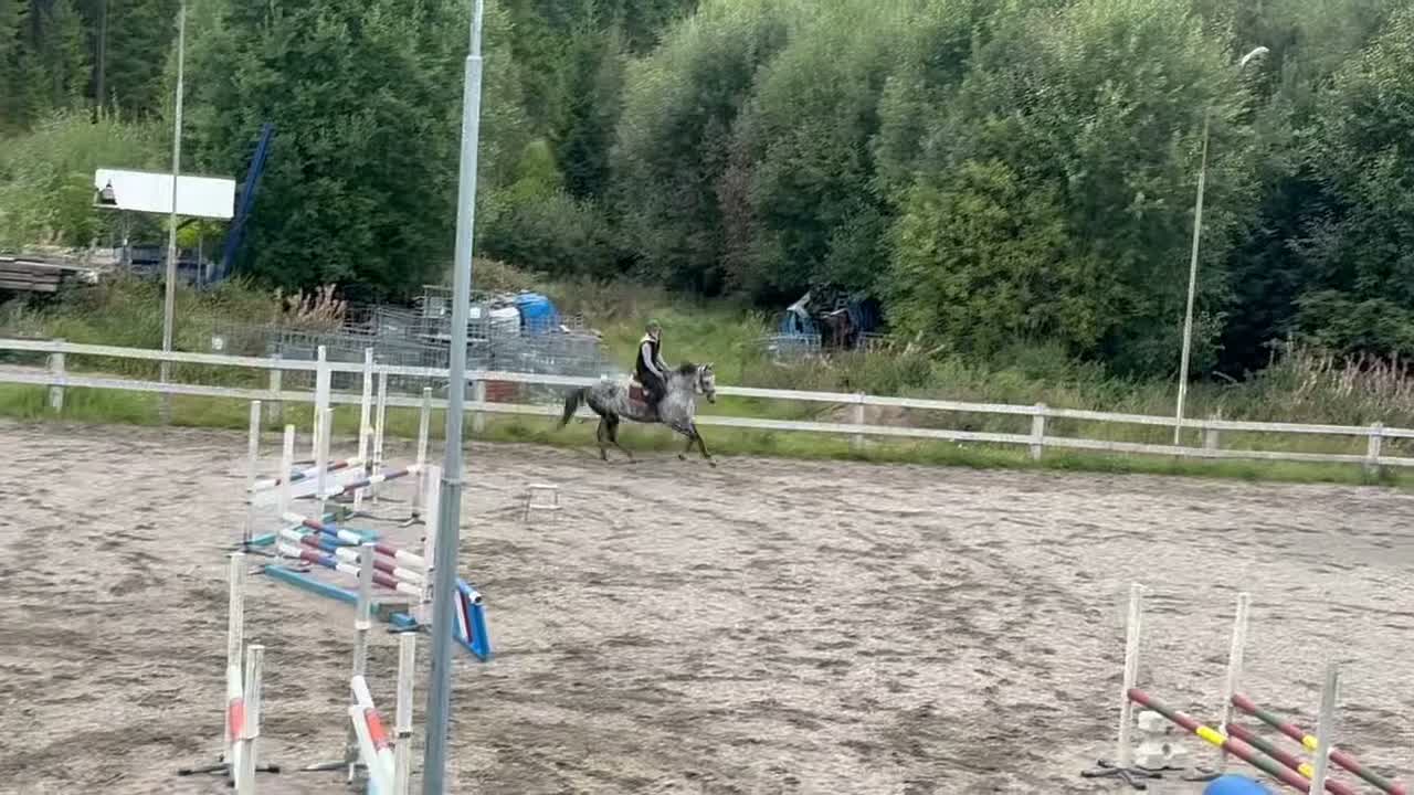 Allround hästar till salu:     Trevligt sto söker kärleksfullt hem - Video 5