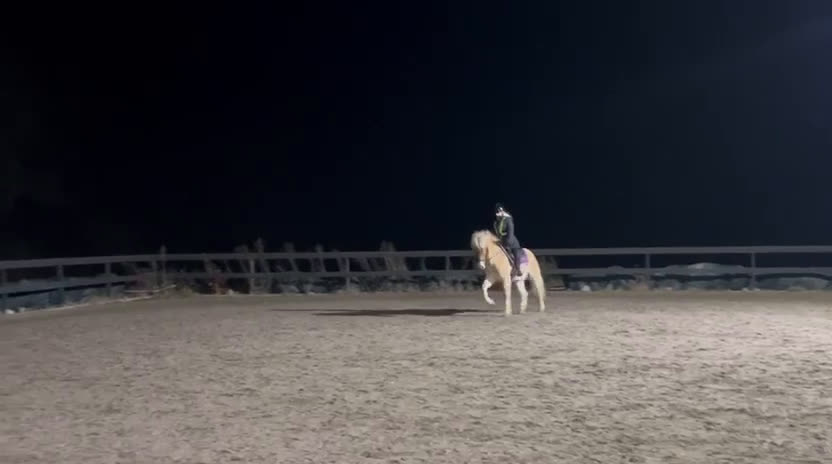 Dressyr hästar till salu: Blickfångare till tävlingsryttare i dressyr i Jönåker - Video 3