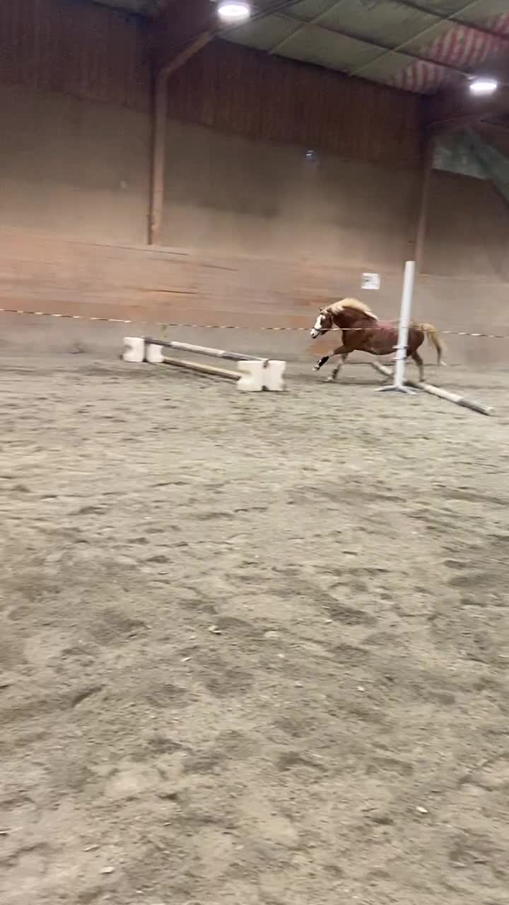Allround hästar till salu: Charmig ung B-ponny söker rätt hem - Video 1