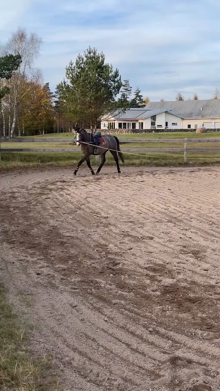 Allround hästar till salu: Vacker 3-åring✨ - Video 1