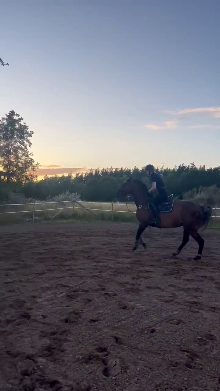 Hoppning hästar till salu: Fin valack med bra stam! i Fårö - Video 4