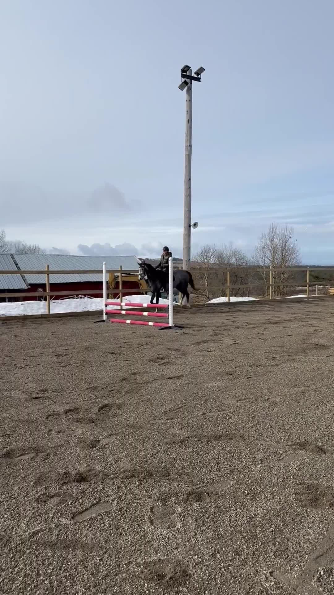 Hoppning hästar till salu: Lovande unghäst e. Chacoon Blue - Video 1