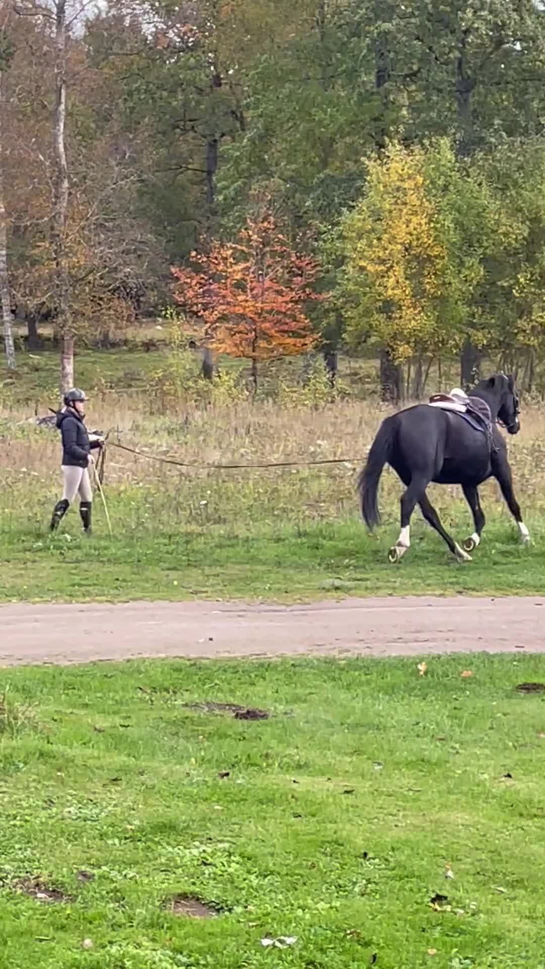 Allround hästar till salu: Snygg avelsmärr! i Tingsryd - Video 4