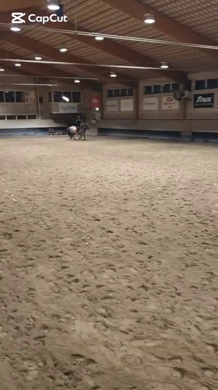 Körning hästar till salu: Charmig ponny till tuff ryttare! i Ljusdal - Video 3