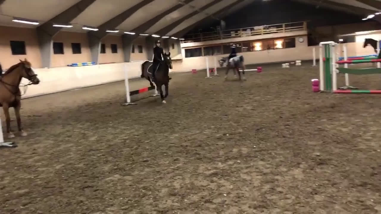 Allround hästar till salu: Snäll, välskolad läromästare  i Märsta - Video 1