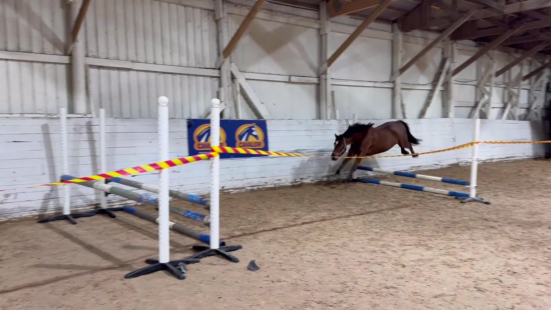 Hoppning hästar till salu: Fantastisk ponny - Video 2