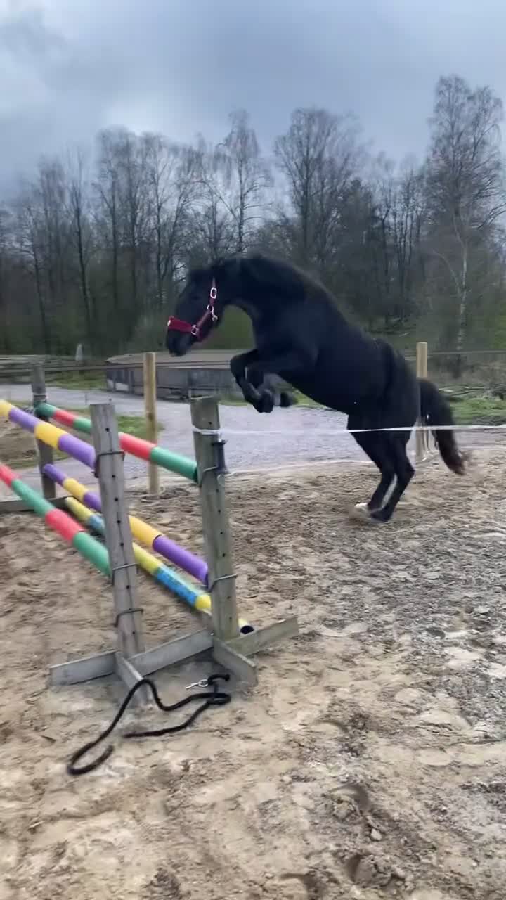 Allround hästar till salu: Fint ungsto 1 år - Video 2