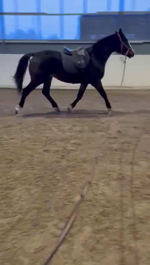 Fälttävlan hästar till salu: 3-åring med fin stam och fälttävlanspotential i Enköping - Video 2